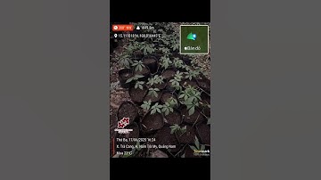 🌱 SÂM NGHỊ GIA SỐ HÓA TỪNG CÂY SÂM NGỌC LINH – TRUY XUẤT NGUỒN GỐC, TRAO NIỀM TIN 🌱