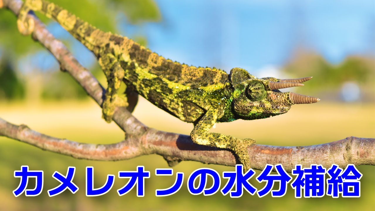 プチ動画＞水を飲むジャクソンカメレオン - YouTube