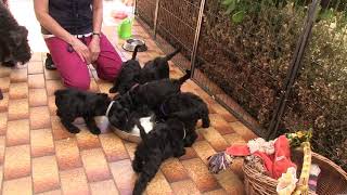 Kerry  Blue Terriers Puppies 2018 Kennel Loughborough Suite