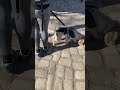 Auf Spurensuche durch den Markt. Stilvoll in den Frühling. An der Leine. Hundeleben