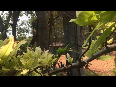 Video: Bệnh của cây vừng: Quản lý cây vừng bị bệnh trong vườn