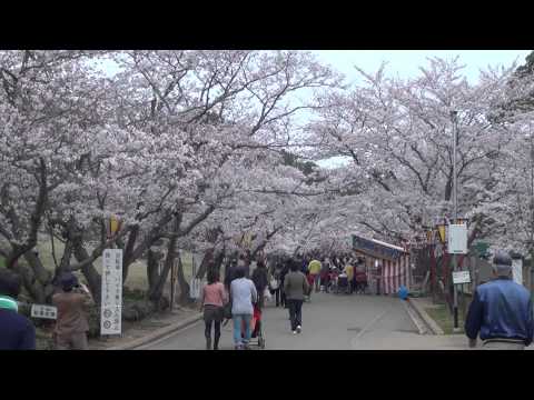 日岡山公園　　桜