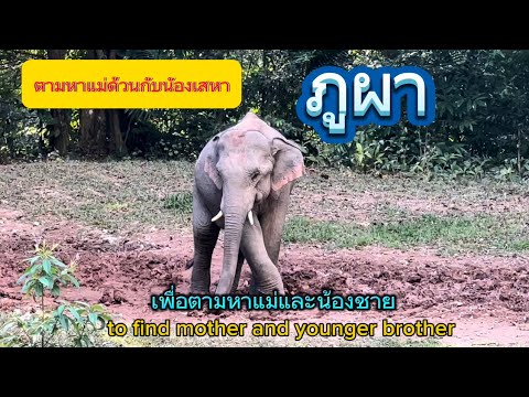 Ep.397ด่วนวันนี้ ภูผา..ตามหาแม่ด้วนกับน้องเวหา #wildlife #เขาใหญ่ #ช้างป่า #elephant #news