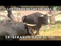 Toros de El Torero: entrenamiento masivo en el corredero de las Salinas | Toros desde Andalucía