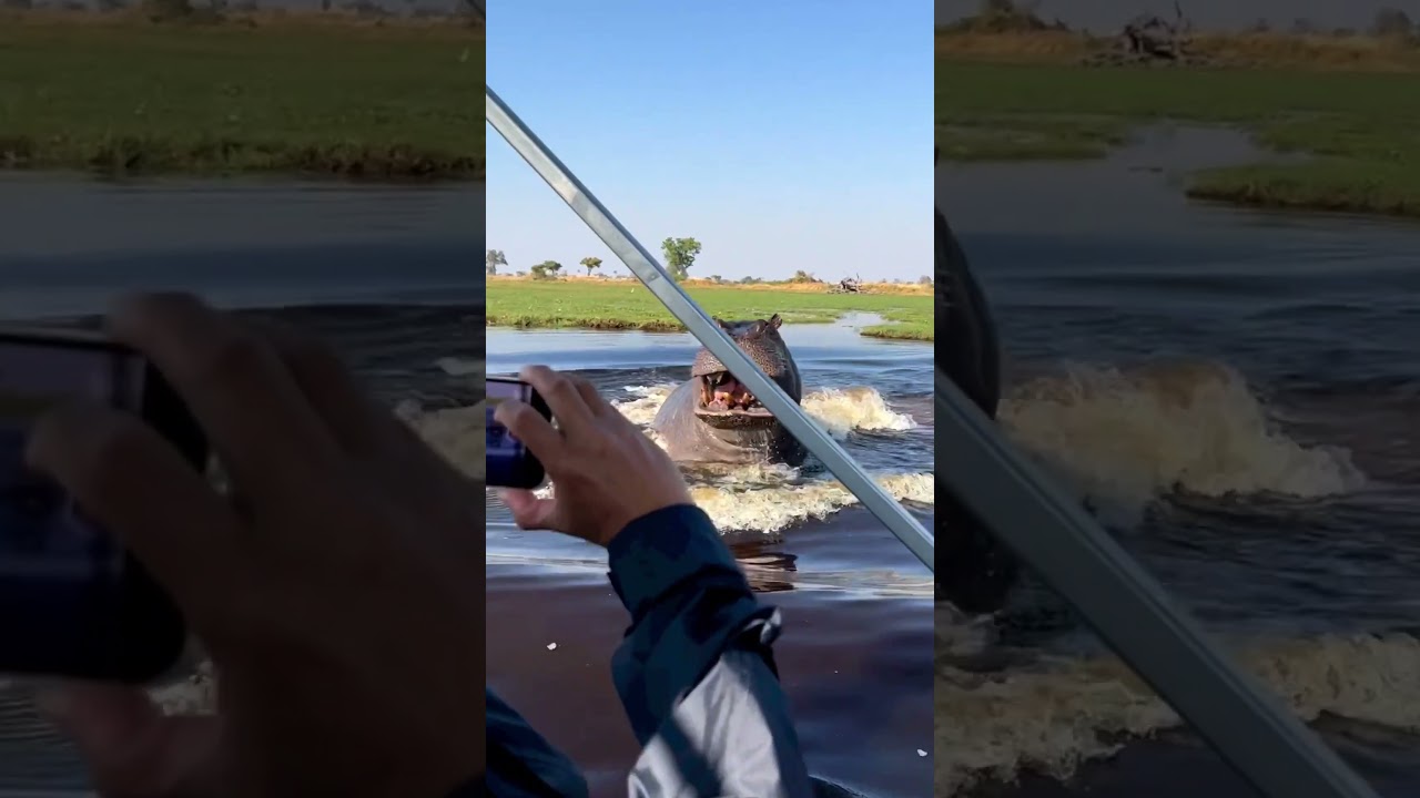 Insane Hippo Attack Stories