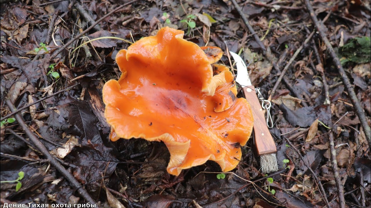 Зимний урожай: Синеножка и гигантская Фламмулина!