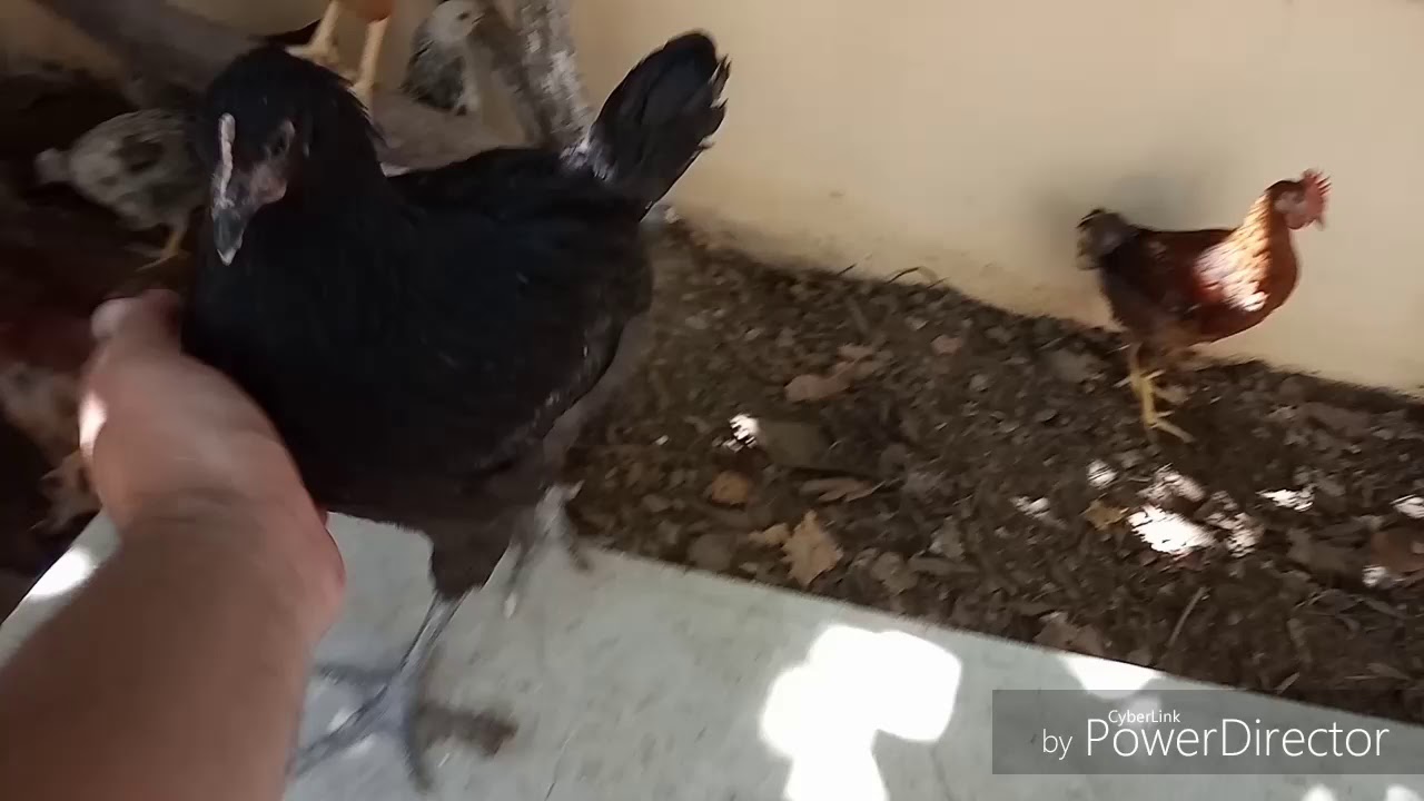 Cuce ve Toyuq yerinin dezinfeksiyasi