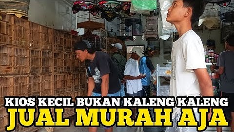 BUKAN KALENG KALENG..! kios kecil stok burung gacor, burung ombyokan jual murah 