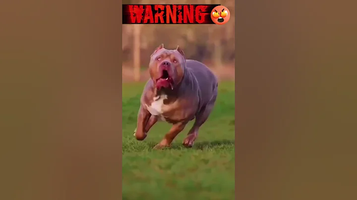 Pitbull Power vs German Shepherd Power Rank. #dogfight #shorts #pitbull  #germanshepherd