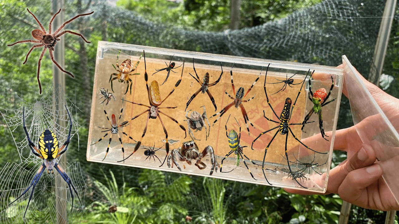 Hunting Top 7 Spiders Types In Around Me !!