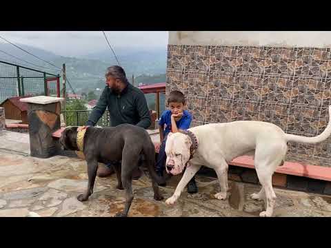 CANE CORSO NARKOZ ESCOBAR’I GAFİL AVLADI ..!