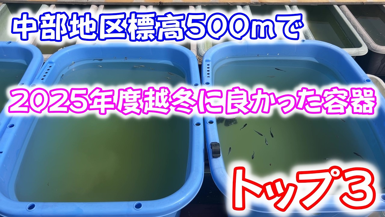 Medaka (Japanese killifish)] Introducing the container where the