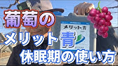 葉面散布肥料 メリット 青 黄 赤 の効果 作物 ピーマン Youtube 葉面散布肥料 メリット 青 黄 赤 の効果 作物 ピーマン Youtube