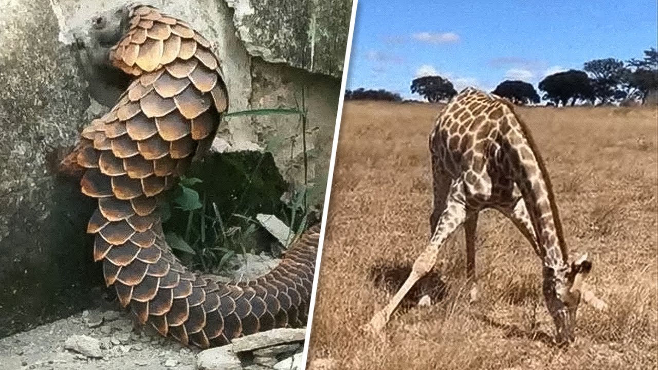 Des Comportements Incroyables des Animaux Qui Vont Vous Impressionner