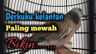 Derkuku kelantan suara merdu bikin adem