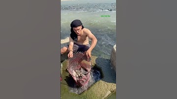 Cá Lớn - vợt Đàn Cá Rô Phi Khủng mắc kẹt 😱 #khacthuyvlogg