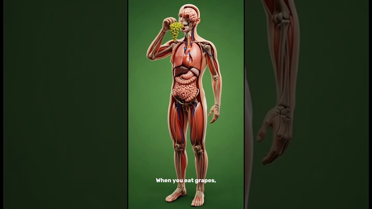 From Bite to Bloodstream: How Grapes Are Digested 🍇 | 3D Health Animation