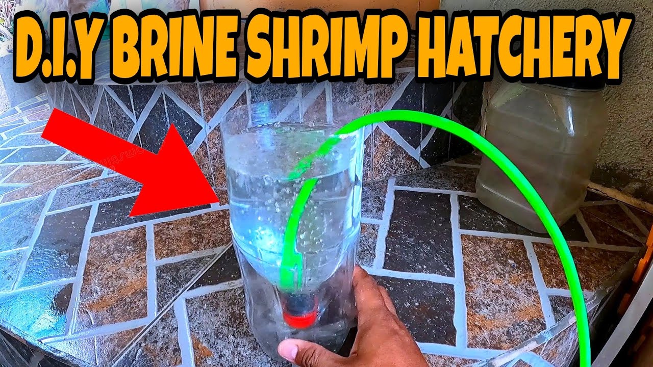 HOW TO MAKE VERY EFFECTIVE BRINE SHRIMP HATCHERY