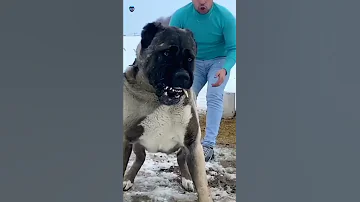 كلب الكانجال التركي ولحظة Turkish Kangal Dog 