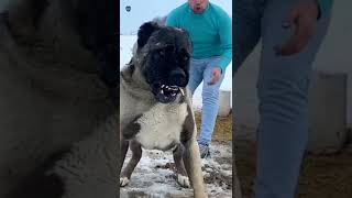 كلب الكانجال التركي😱ولحظة... !؟Turkish Kangal Dog