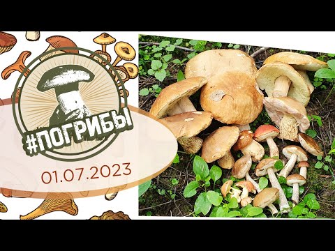 Белые грибы наступают - Сезон 2023 | #ПоГрибы в Подмосковье 01 июля 2023