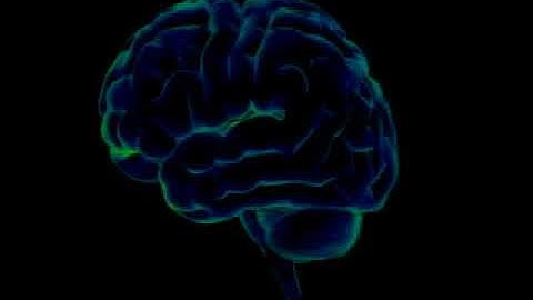 The Brain and the Law  by David Eagleman