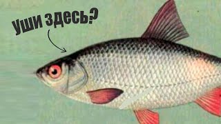 Как рыба слышит на самом деле и есть ли у неё уши?