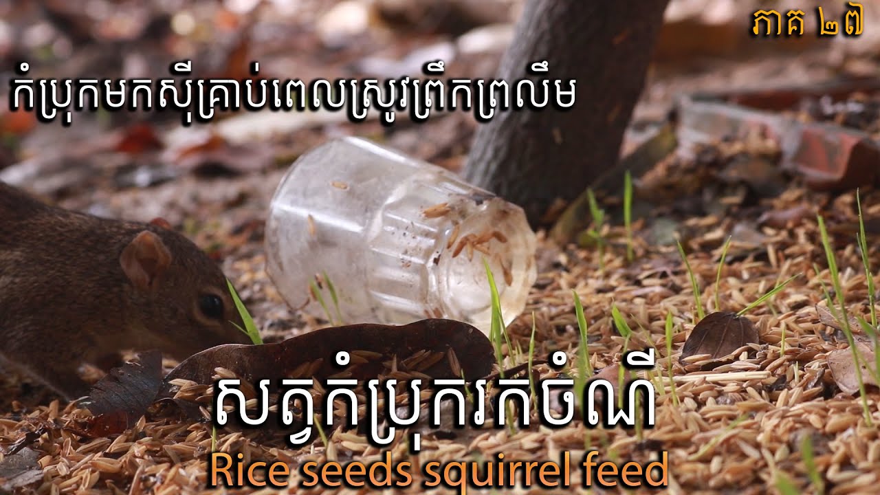 កំប្រុក មក ស៊ី គ្រាប់ ស្រូវ ព្រឹក ព្រលឹម_Squirrels come to eat eat rice