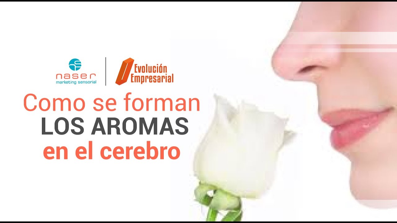 Como se forman los aromas en en cerebro YouTube