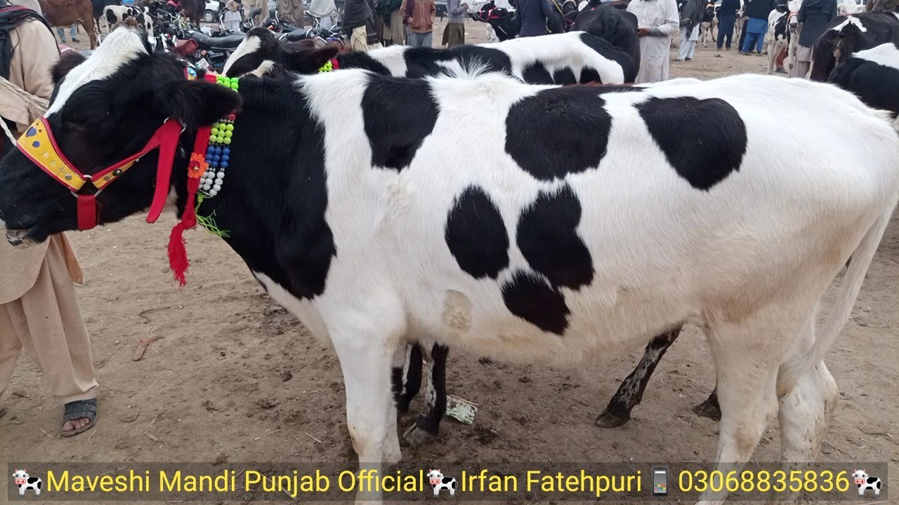 Holstein friesian price in pakistan Holstein friesian cow origin
