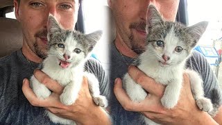 Man Sees Helpless Kitten in Middle of Highway And Rushes To Rescue