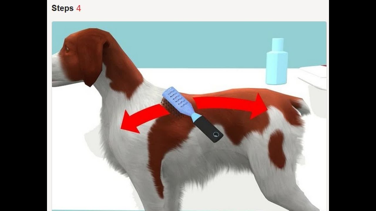 How To Bathe Your Pet With Rinse Ace