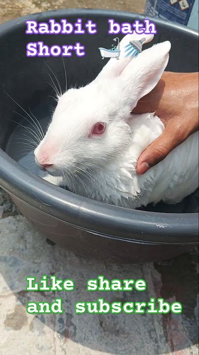 My rabbit bath 🛁 short #trendingshorts #youtubeshorts #bunny short #viralshort 🚿