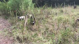 Mob Grazing Sheep