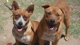 Shoosh Hammer - 4 Legged Angels