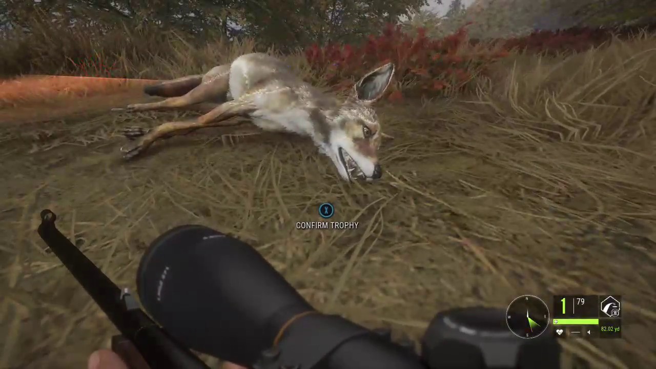 Thehunter Call of the Wild LV 9 Coyote YouTube