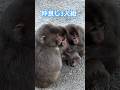 ビックリするときもみんな一緒🐒🩷仲良し子猿ちゃん #ニホンザル #高崎山自然動物園 #monkey