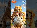 #dogdance dog dance #chikendance chicken #catdance cat dance #chikensong #viral