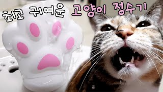 새로운 고양이 정수기 설치! ☄야옹이들 반응이 대단해요