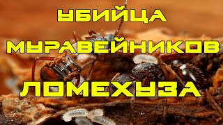 Жук ЛОМЕХУЗА | Убийца муравейников | Интересные факты | Самые опасные насекомые