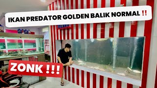 CRAZY!!! I BOUGHT A GOLDEN PREDATOR FISH AND IT BECAME A NORMAL FISH IN LESS THAN 24 HOURS!!!