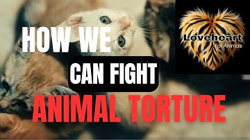 How We Can Stop Animal Cruelty