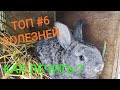 Самые распространенные болезни кроликов //Лечение//Жизнь в деревне!!!