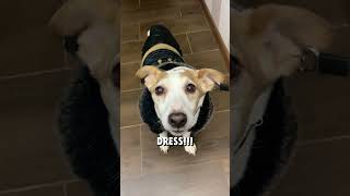 Jack Russell Terrier #shorts #animals #dog #funny #собаки #животные #fyp #jackrussellterrier #viral