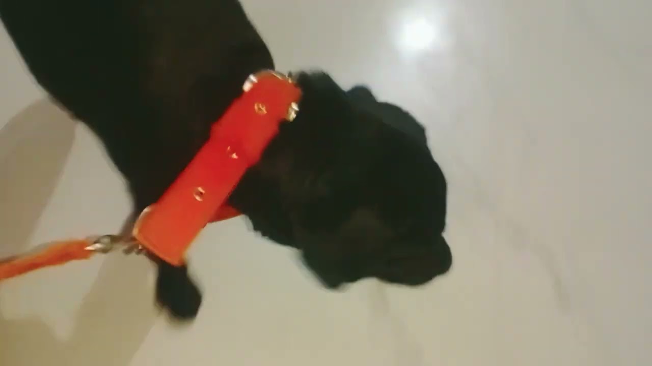 Dog video original sound 🐈🤣