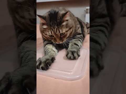 Никогда не говори 🤫🙀😉🤣 #cat #кот #юмор #котушка #приколы #цитаты #смех
