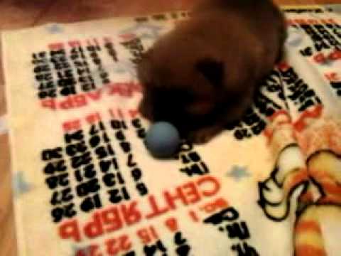 Пёсик и Клизма))