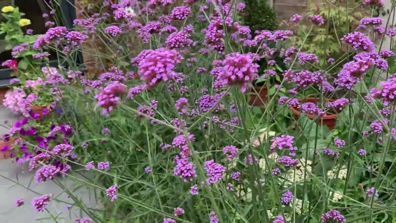 Verbena bonariensis // how to maintain & wildlife tips