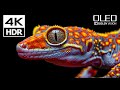 Incredible 4K HDR 120FPS Dolby Vision (4K Video)
