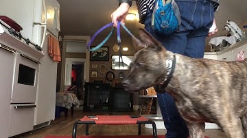 How to: e collar place command